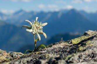 floare de colt edelweiss