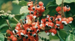 Ce este guarana și ce beneficii are asupra corului nostru?