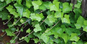 Ce este Hedera Hibernica și cum vă poate aduce beneficii sănătății?