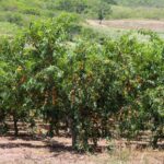 Tehnici folosite în pomicultură pentru îmbunătățirea pomilor fructiferi