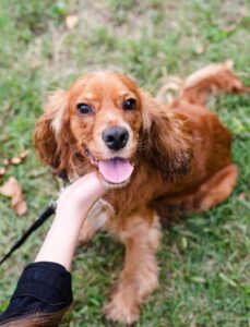 Cocker Spaniel